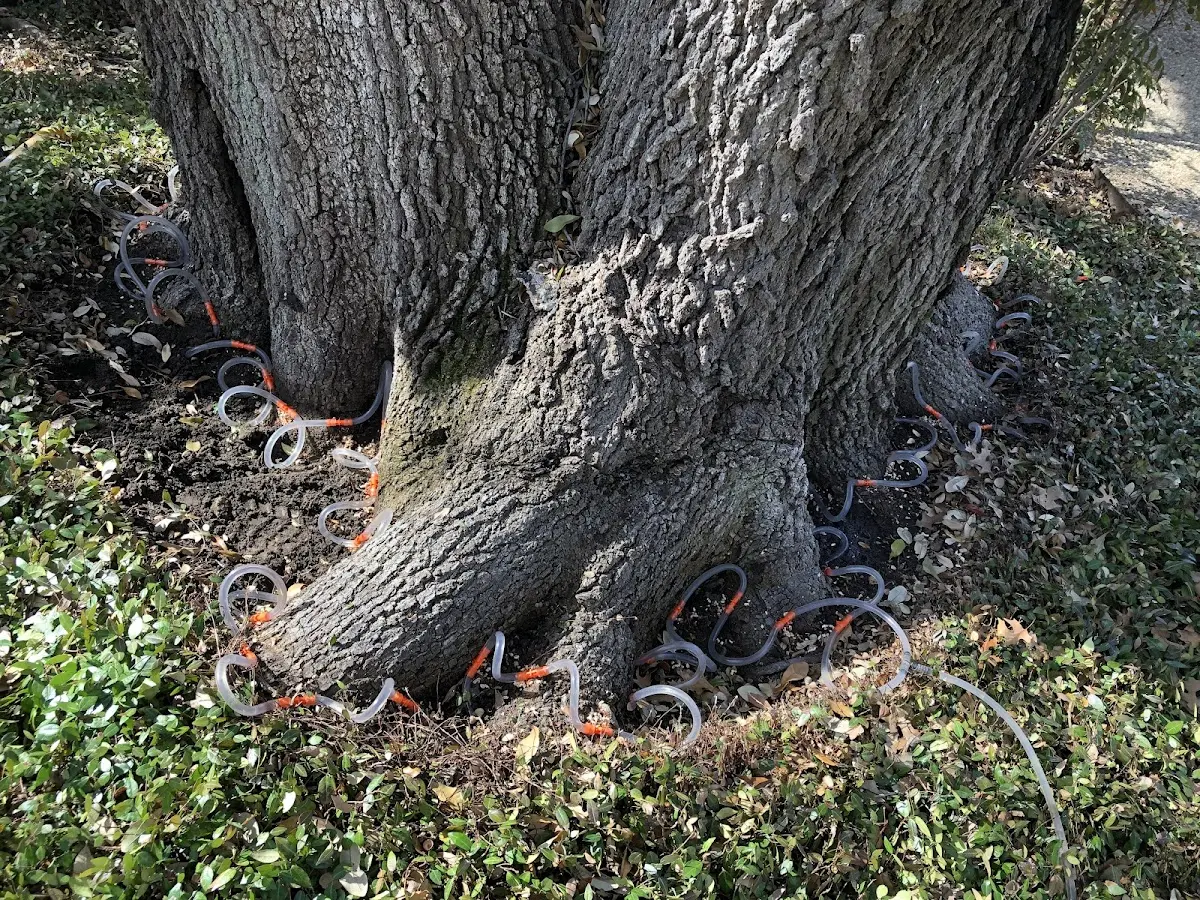 Detailed Tree Cabling and Bracing job site in North Bonneville